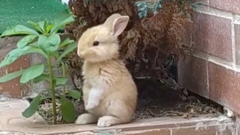 Cute rabbit