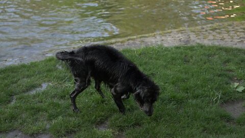 My Dog Playing Wood