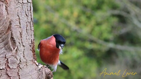 Beautiful Bird