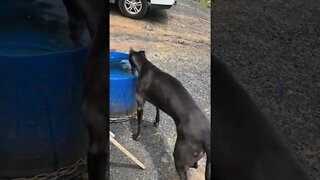 Disabled greyhound on the farm having a drink