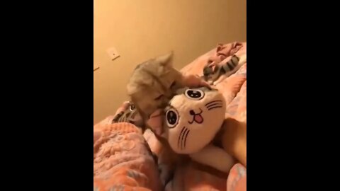 Funniest Cats 😹 - Don't try to hold back Laughter 😂 - Funny Cats Life