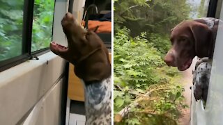 Funny Pup Constantly Attacks Tree Branches During Car Ride