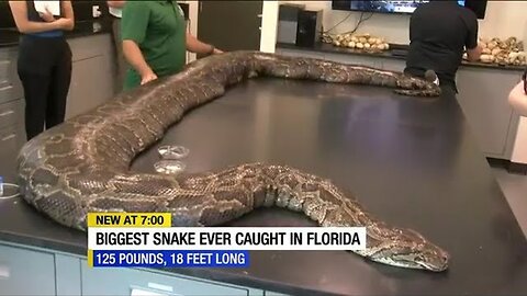 Largest Burmese python in Florida history discovered in the Everglades