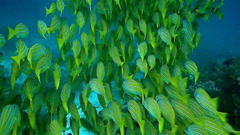 Group of Fish | Swimming Underwater