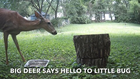 Big Deer Says Hello To Little Bug