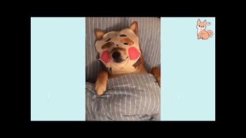 Super Cute Dog Compilation! Cute and Funny Dog Videos Compilation