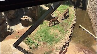 SOUTH AFRICA - Johannesburg - Joburg Zoo (videos) (7Ww)