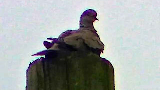 IECV NV #285 - 👀Grey Turtle Dove On The Electric Pole 🕊️ 4-26-2017