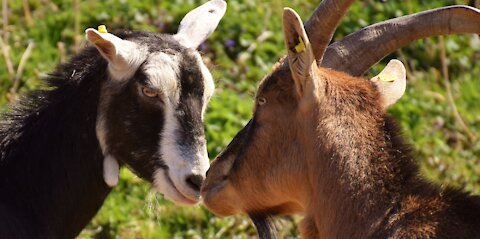 Kid Video | Come and Feed the Lovely Goats