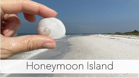 Honeymoon Island whats on the beach