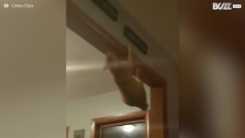 Spider-Cat, le chat araignée