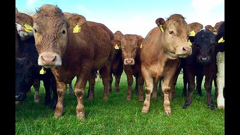 COW VIDEO 🐮🐄 COWS MOOING AND GRAZING IN A FIELD 🐄🐮