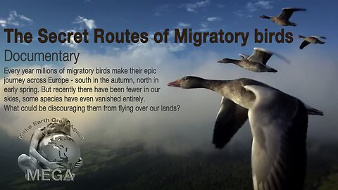 The Secret Routes of Migratory birds | Documentary