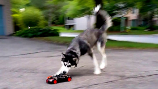 Cute Siberian Husky Dog Chasing Bugatti RC Car