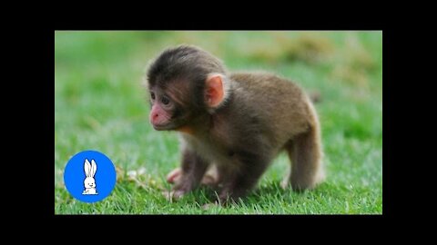 Monkey See Monkey Do! (Baby Edition) - Cutest Compilation