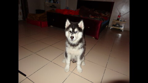 Spoiled husky eats spaghetti like a baby