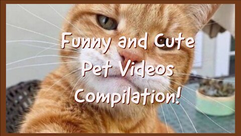 Funny And Cute Pets And Animals Compilation