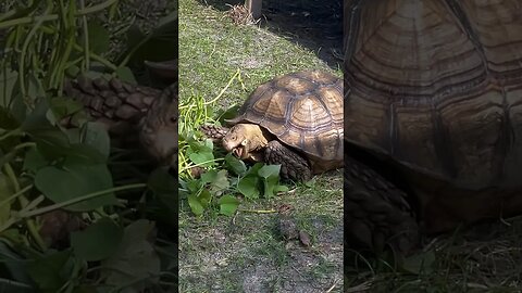 Tortellini the Tortoise tearing up some sweet potato vines! #sulcata #sulcatatortoise #tortoise