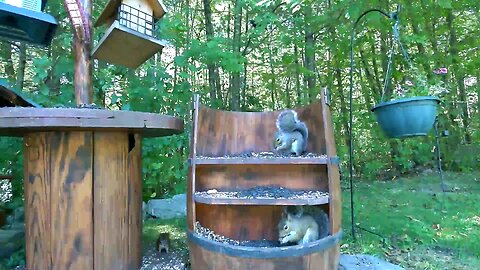 Barrel of Squirrels eating together #squirrel