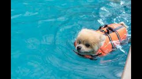 Teaching My Dogs How To Swim