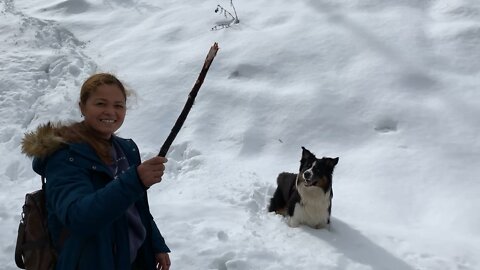 Australian Shepherd Otis