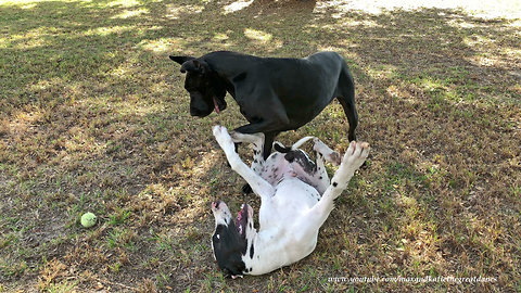 Playful Great Dane Puppy Loves Upside Down Wrestling