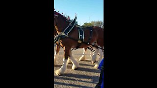 Budwiser Clydesdale horses came to town