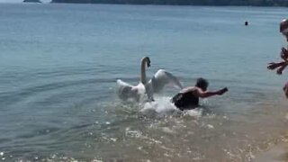 Un cygne anxieux pousse une femme l'eau!