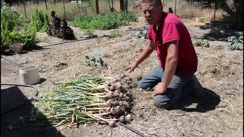 Garlic Harvest and Cutting Oat Hay