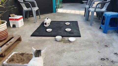 Baby cat running around the mother cat(59day old cat - part8)