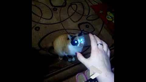 Cat with demon eyes