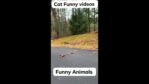 Animal funny Clips 😂