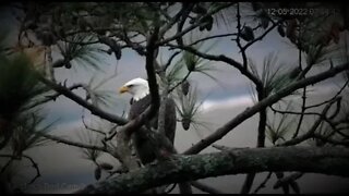 Bald Eagle Overlooking the Marsh 🦅 12/05/22 07:51