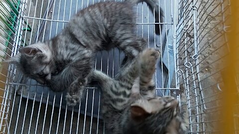 Playful Kitten Brothers Playing in The Cage In Cats Market