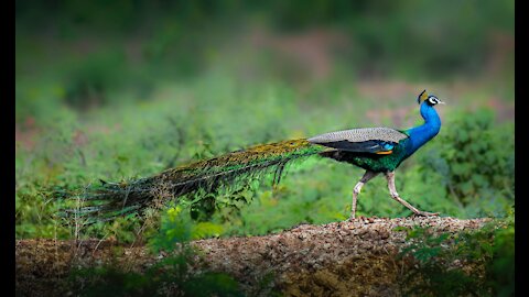 Stunning Peacock Displaying His Eye-Spotted Tail..!