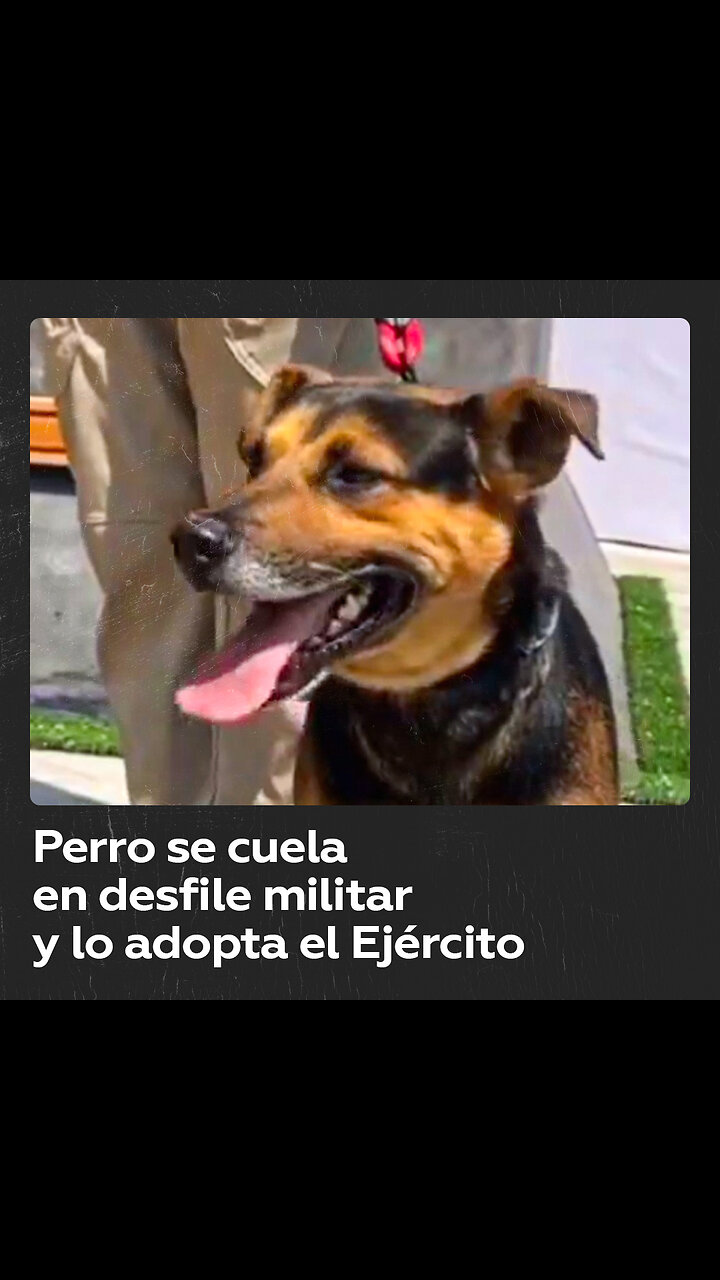 Perro Cal Ejército adopta al perro callejero que se coló en desfile militar en México