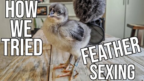 How We Tried Feather Sexing!/ Backyard Hatchery/ Maran Chicks