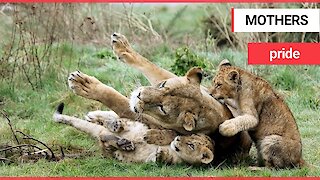 Two lionesses had seven cubs after mating with the same lion