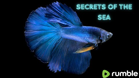 The beauty of Betta fish