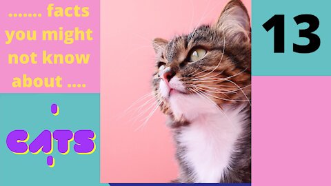 Amazing Facts You Might Not know About Cats - Part 13 of 25