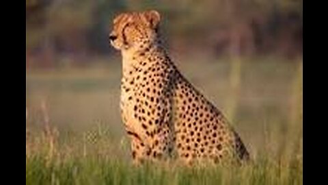 A young cheetah makes its first kill