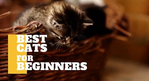 Cats 101-Best cats for beginners