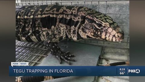 Tegu trapping