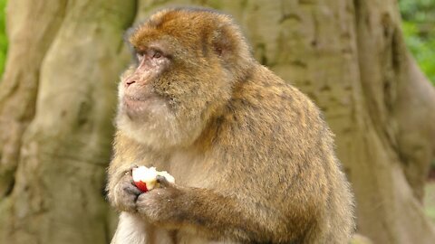 Monkey eats the apple while he's having fun