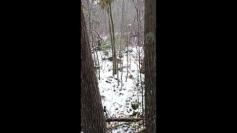 Beulah (the beagle) on a Rabbit Track | In the Field