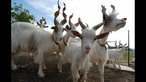 Crazy goats! What's wrong with them!!! Very funny jokes!