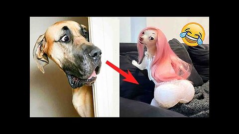 Best Funny Animal Videos 2024 - Funniest Cats And Dogs Video