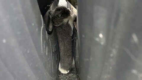 Kitten Rescued From Semi-Truck Wheel Well In Ohio