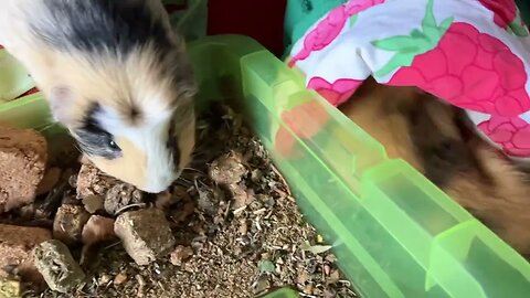 Guinea pigs like to choose their treats themselves