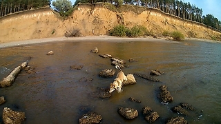 Пёс идёт по следам хозяина Dog jumps over the water